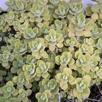 アロマティカス,アロマティカス,ご近所,早朝,散歩での画像