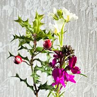 金魚草,姫ヒイラギの画像