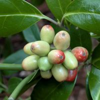 アオキ,アオキ,アオキの赤い実,アオキの雌花,アオキの雄花の画像