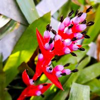 植物園,散歩,鉢植え,温室,東京の画像