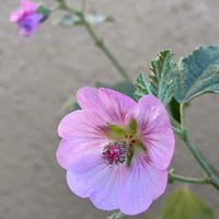 シュウメイギク,アニソドンテア・マルバストロイデスの画像