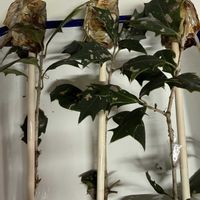 ヒイラギ,節分,イワシの画像