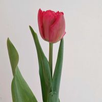 チューリップ,チューリップ　スカーレットベロナ,一人一花,一人一花運動@福岡市,ハナノヒの画像