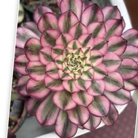 アエオニウム,いつもありがとうございます♡(ᴗ̤ .̮ ᴗ̤ )₎₎の画像