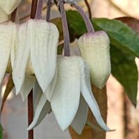 シェードガーデン,日陰の庭,冬咲き クレマチスの画像