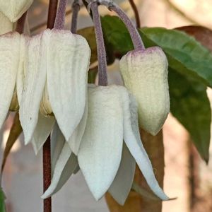 シェードガーデン,日陰の庭,冬咲き クレマチスの画像