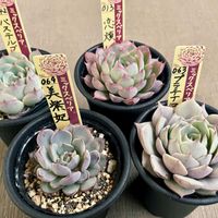 プラチナローズ,恋煩い,パステルブロッサム,ミックスベリア 美紫妃,多肉植物の画像
