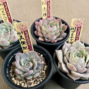 プラチナローズ,恋煩い,パステルブロッサム,ミックスベリア 美紫妃,多肉植物の画像