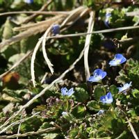 オオイヌノフグリ,道端の草花,自然観察,散策の画像