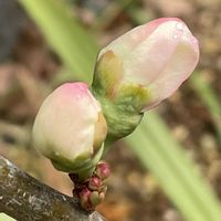 ボケ,癒し,花のある暮らし,庭の画像