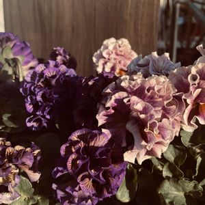 ローブ・ドゥ・アントワネット,多肉棚,寒い朝,いい天気☀️,うどん県人会の画像