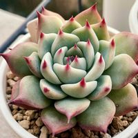 チワワエンシス,多肉植物,エケベリア属,多肉中毒,エケベリア女子の画像