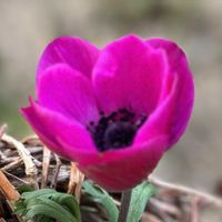 アネモネ,マイガーデン,ありがとう♡,しあわせ♡の画像