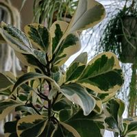 フィカス トライアンギュラリス,観葉植物,葉っぱ,フィカス属,葉っぱ好きの画像