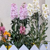 ストックの画像