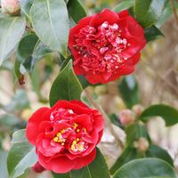 ツバキ,おでかけ先,あっ火曜日,真っ赤な火曜日の画像