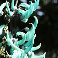 ヒスイカズラ,温室,県立相模原公園,EOS,青い花マニアの画像