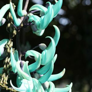 ヒスイカズラ,温室,県立相模原公園,EOS,青い花マニアの画像