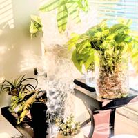 ポトス,モンステラ,エアプランツの画像