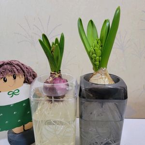 ヒヤシンス,GSのみなさんに感謝♡,素敵な出会いに感謝,ヒヤシンス水栽培,GSの繋がりに感謝♡の画像