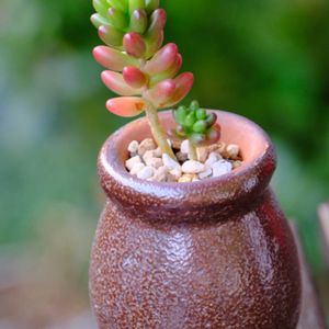 多肉植物,ベランダガーデニング,多肉植物のある暮らし,癒し…♡,可愛い❤の画像