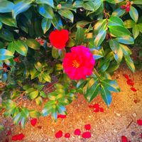 ヤブツバキ,花のある暮らし,お散歩写真,GSに感謝。,わんこと暮らすの画像