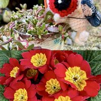 プリムラ　ジュリアン,ヌビゲナム,キュンキュン♡,節分,真っ赤な花の画像