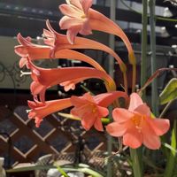 鉢植え,オレンジ色の花,素敵,明るい色,キルタンスの画像