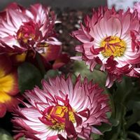 デージー,癒し,花のある暮らし,応援花❤️,❤️M.family❤️の画像