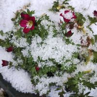 クモマグサ,植中毒,GSに感謝。,植物大好き,サボテン好きの画像