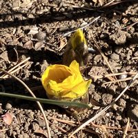 フクジュソウ,福寿草,従姉妹から,コラージュ仲間達の画像