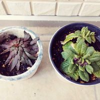 アンドロサセ　スターダスト,プリムラ,冬越し,玄関アプローチの画像