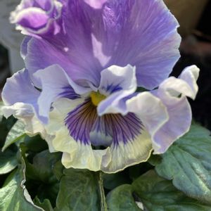 パンジー・パルムディール,寄せ植え,鉢植え,おうち園芸,パンビオ大好きの画像