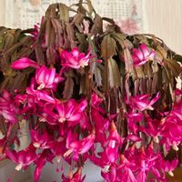 シャコバサボテン,シャコバサボテン,アデニウム,アデニウム,アデニウムの画像