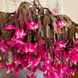 シャコバサボテン,シャコバサボテン,アデニウム,アデニウム,アデニウムの画像