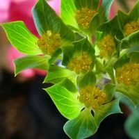 ミセバヤ,白雪ミセバヤ,白雪ミセバヤ,野うさぎ,野うさぎの画像