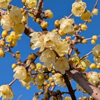 ロウバイ,花のある暮らし,花いろいろ,世界の梅公園,お花の癒しの画像
