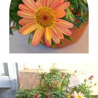 マーガレット,マーガレットの画像