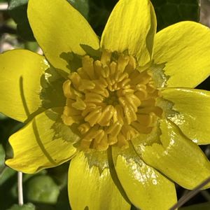 ヒメリュウキンカ,花壇,ガーデニング,山野草,キンポウゲ科の画像