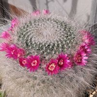 サボテン,ベランダガーデン,可愛い,朝焼け,ありがとう♡の画像