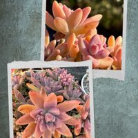 多肉植物,鉢植えの画像