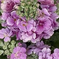 プリムラ マラコイデス,紫の妖精,愛しの紫,中島みゆき糸つながり,癒しの紫♡の画像