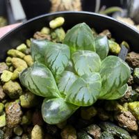 多肉植物,ハオルチア属,ハオルシア属     ,多肉中毒,ガチンコハオルチアクラブの画像