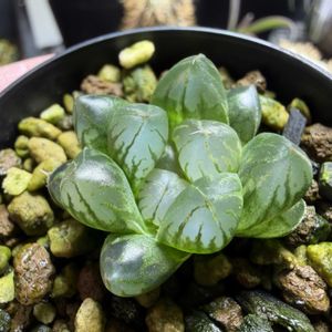 多肉植物,ハオルチア属,ハオルシア属     ,多肉中毒,ガチンコハオルチアクラブの画像