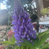 ルピナス,玄関アプローチの画像