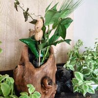 ヒイラギ,ベビーサンローズ(斑入り),シダ植物,ブーケ,つぶやきの画像