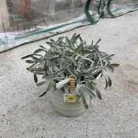 ガザニア,鉢植え,花のある暮らし,冬越し,花のある生活の画像