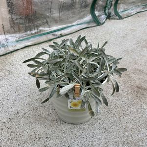 ガザニア,鉢植え,花のある暮らし,冬越し,花のある生活の画像