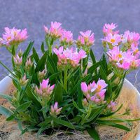 ヘリクリサム,ヘリクリサム ローズビューティ,ガーデニング,マイガーデン,いつもありがとう♡の画像