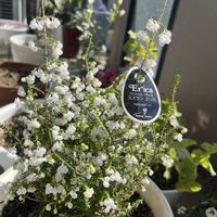 ミニバラ,スズランエリカ,スズランエリカの画像